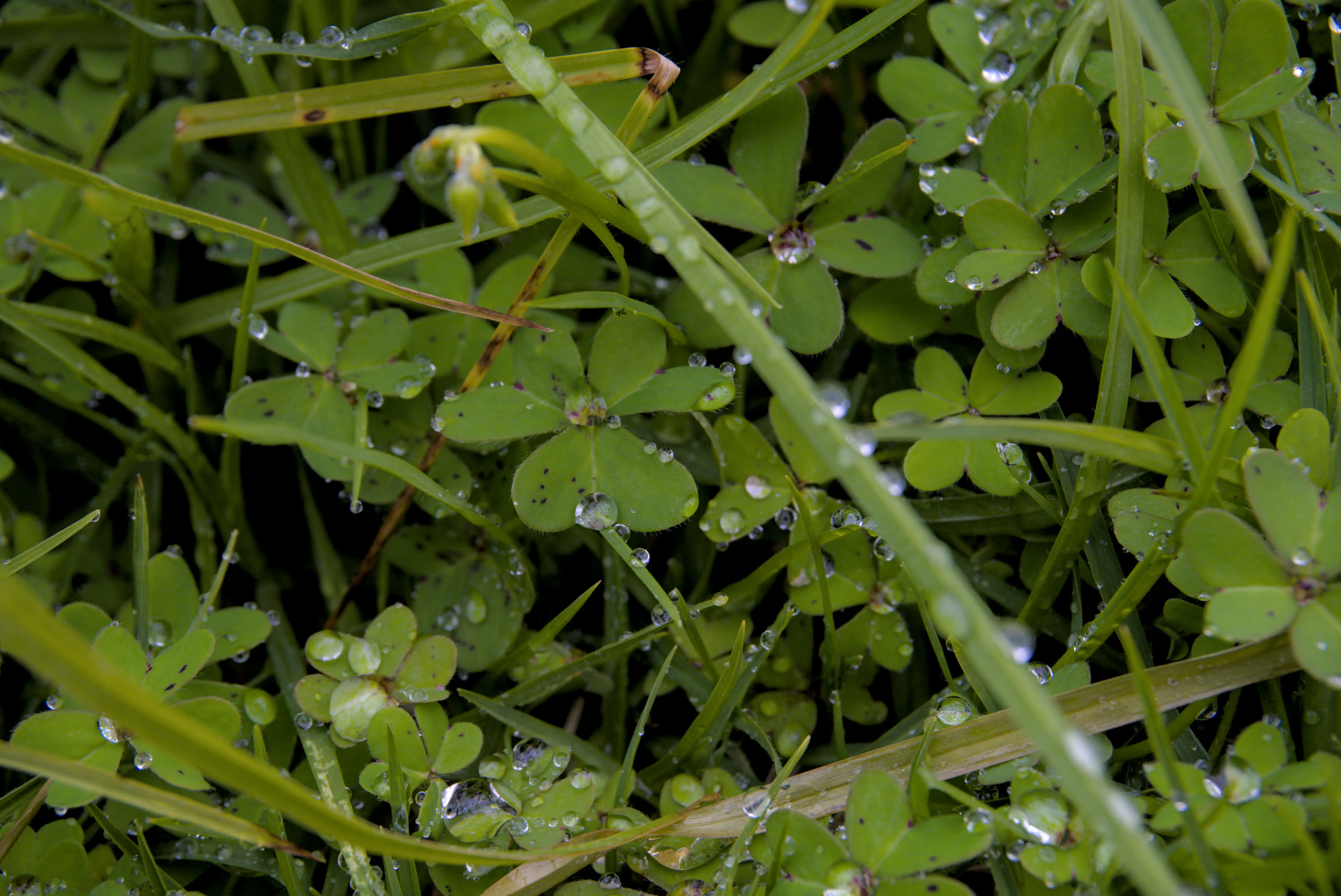 Clover Tears One