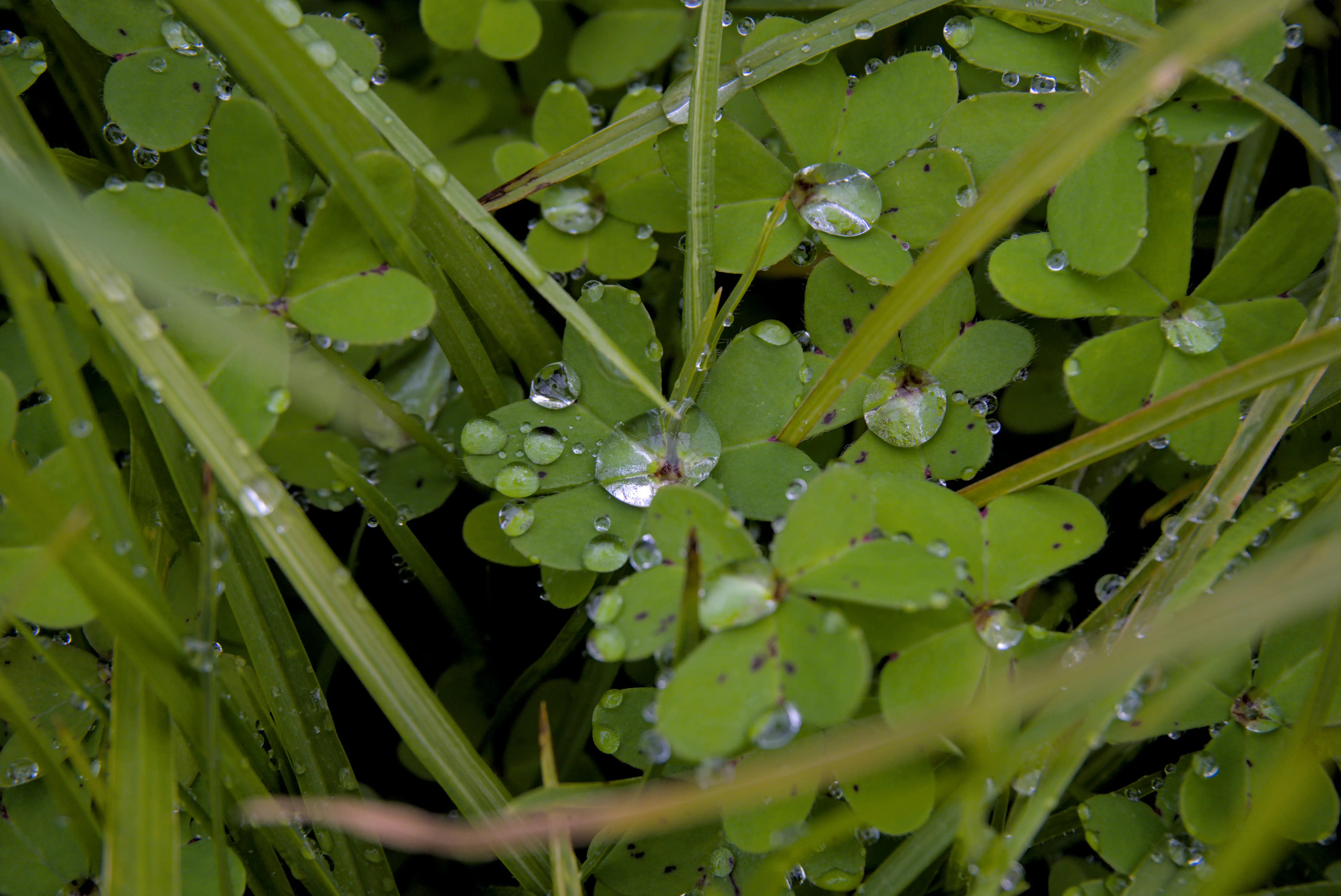 Clover Tears Three