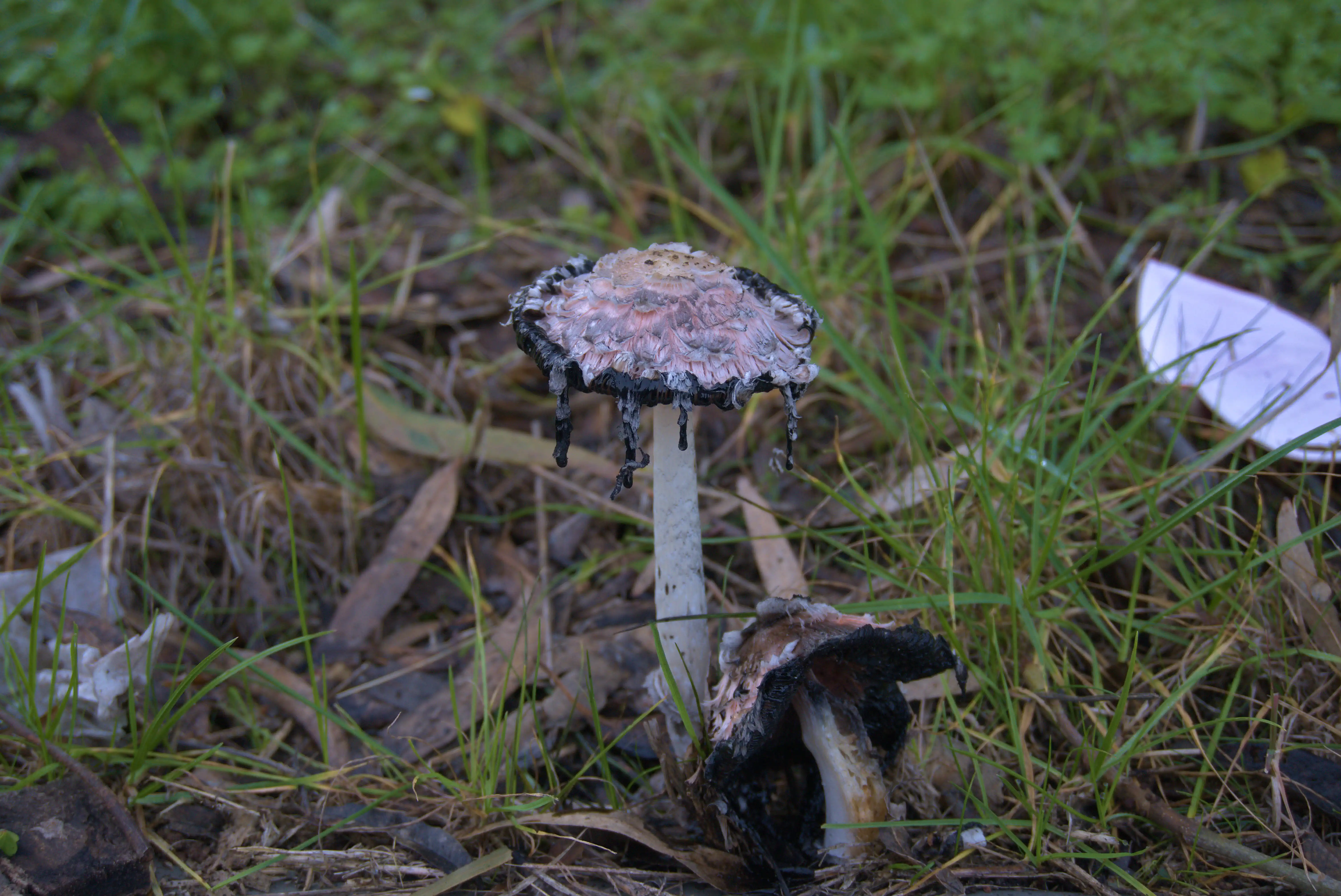 Rotting Mushroom